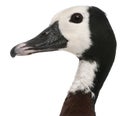 Close-up of White-faced Whistling Duck, Dendrocygna viduata Royalty Free Stock Photo