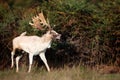 Close up of a white Fallow deer in autumn