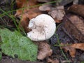 Close up of white fat mushroom forest floor Royalty Free Stock Photo