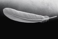 Close up white feather on black background. Royalty Free Stock Photo