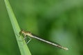 Close-up of a white feather dragonfly Platycnemis perched on a blade of grass in summer, against a green background Royalty Free Stock Photo