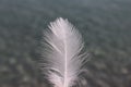 Close-up of a White Feather Royalty Free Stock Photo