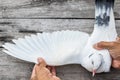 Close up white feather wing of homing pigeon bird on wood floor