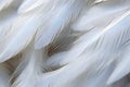 Close up of white feathers Royalty Free Stock Photo