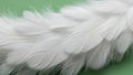 Close-up of White Feathers on Green Background Royalty Free Stock Photo