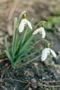 Close up, white first snowdrops