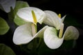 Close-up of White Flamingo flowers (Anthurium) blooming in a dark background. Royalty Free Stock Photo