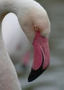 Profile portrait of a wet flamingo. Royalty Free Stock Photo