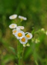 Close up of fleabane daisy blooms and buds Royalty Free Stock Photo