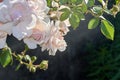 Close-up white floribuda ground roses with a pollinating wasp.