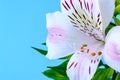 Close-up of white flower of alstroemeria, commonly called the Peruvian lily or lily of the Incas and copy space on a blue Royalty Free Stock Photo