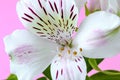 Close-up of white flower of alstroemeria, commonly called the Peruvian lily or lily of the Incas on a pink background. Flowers Royalty Free Stock Photo