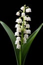 A close up of a white flower on a black background, isolated lily of the valley flowers Royalty Free Stock Photo