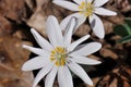 Close-up of the white flower of Bloodroot Sanguinaria canadensis