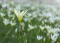 The close-up of white flower, and blurred background Royalty Free Stock Photo