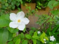 Close up of white flower on blurred background. Royalty Free Stock Photo