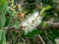 Cajuput tree, Milk wood, Paper bark tree