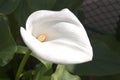 Close-up of a white flower of a calla lily Zantedeschia aethiopica