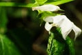 Close-up of a white flower of Caucasian white dead-nettle Lamium album