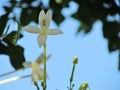 Close up White flower of Cork Tree, Indian Cork, Millingtonia hortensis, aromatic and medicinal extract Royalty Free Stock Photo