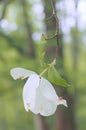 The drooping white flower in the forest.