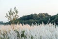 Close up White flower in field with sunrise background. Royalty Free Stock Photo