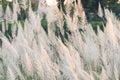 Close up White flower in field with sunrise background Royalty Free Stock Photo