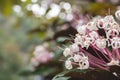 Close-up, White flower in front blurred nature background Royalty Free Stock Photo