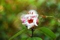 Close up white flower in garden. Royalty Free Stock Photo