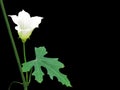 Close up white flower of the gourd vegetables or ivy gourd coccinia grandis with green leaf isolated on black background Royalty Free Stock Photo