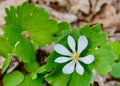 White flower and green leaves of bloodroot plant in forest in spring. Royalty Free Stock Photo