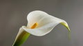 Close-up of a white flower with green stem Royalty Free Stock Photo