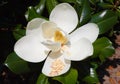 Close-up of white flower of magnolia grandiflora with its pistols Royalty Free Stock Photo