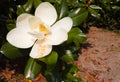 Close-up of white flower of magnolia grandiflora with its pistols Royalty Free Stock Photo