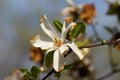 Close up of a white flower of a Magnolia Tree with brown frost damaged tips of petals, Magnolia grandiflora Royalty Free Stock Photo