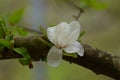 Close up of white flower of a Magnolia Tree growing out of a thick branch, Magnolia grandiflora Royalty Free Stock Photo