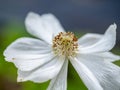 Close up of a white flower, pedals, copy space Royalty Free Stock Photo