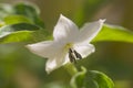 Flor de la planta del pimiento chile