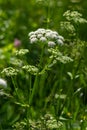 Close-up of a white flower of the species Aegopodium podagraria, commonly called ground elder, herb gerard, bishop`s weed, Royalty Free Stock Photo