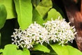 Close up of white flower spike Rubiaceae Ixora coccinea in the g