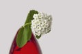 Close-up of white flower, spirea, in red vase