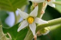 Close up white flower type of eggplant in a garden.Fruit of the Thai eggplant. Royalty Free Stock Photo