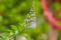 Close up white flower Vitex trifolia Linn or Indian Privet is herb in Thailand