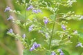 Close up white flower Vitex trifolia Linn or Indian Privet is he