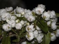 Close-up of a white flowering branch of a pear tree. A pear tree that blooms with white flowers at night under artificial light Royalty Free Stock Photo