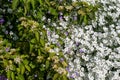 Detail of a garden with snow-in-summer, dogwood and geranium