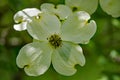 Close-up of White Flowering Dogwood Flower Royalty Free Stock Photo