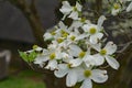 Close-up of White Flowering Dogwood Flowers