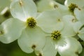 Close-up of White Flowering Dogwood Flowers