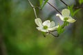 Close-up of White Flowering Dogwood Flowers